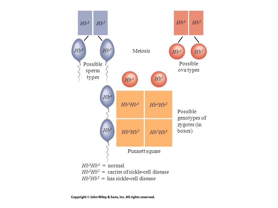 Possible genotypes of zygotes (in boxes) Meiosis Possible ova types Possible sperm types Hb A Punnett square Hb A Hb S Hb S Hb A Hb S Hb A Hb S Hb A Hb S Hb A Hb S Hb A Hb A Hb A = normal Hb A Hb S = carrier of sickle-cell disease Hb S Hb S = has sickle-cell disease