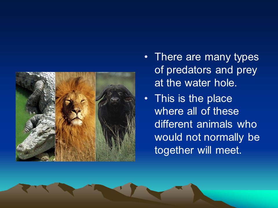There are many types of predators and prey at the water hole.