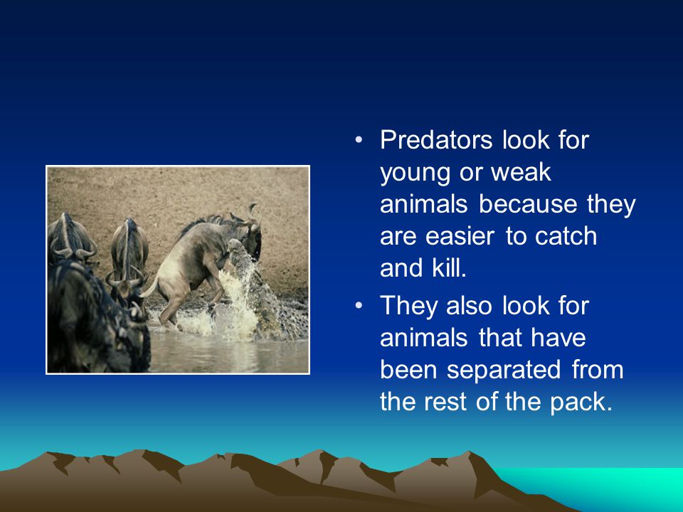 Predators look for young or weak animals because they are easier to catch and kill.