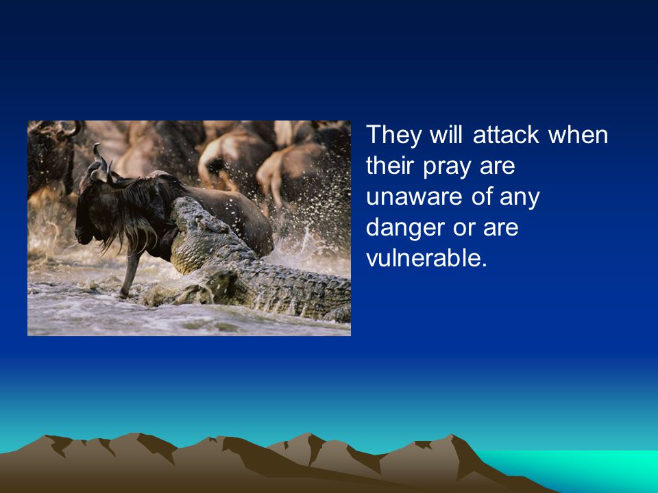 They will attack when their pray are unaware of any danger or are vulnerable.
