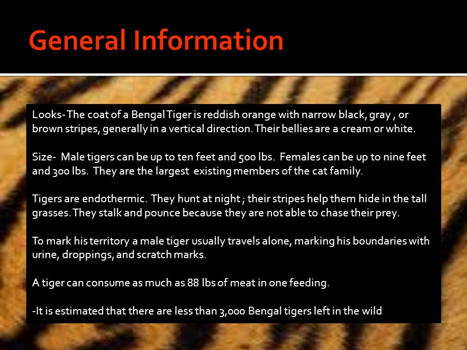 Looks- The coat of a Bengal Tiger is reddish orange with narrow black, gray, or brown stripes, generally in a vertical direction.