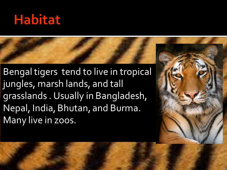 Bengal tigers tend to live in tropical jungles, marsh lands, and tall grasslands.