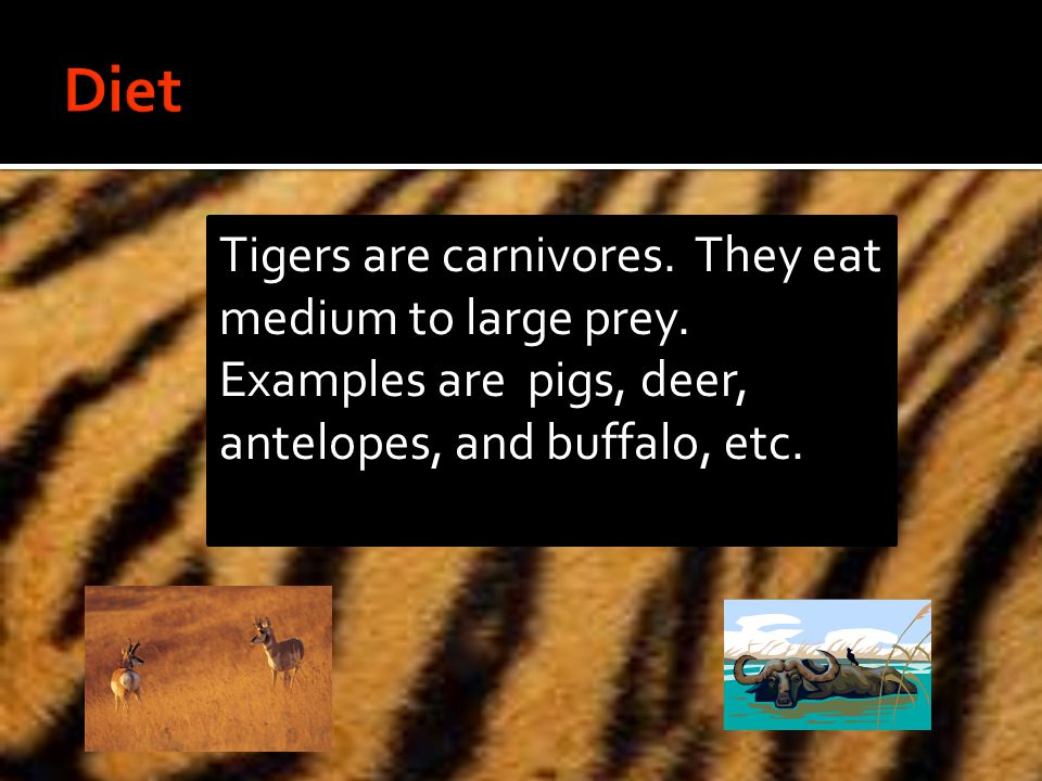 Tigers are carnivores. They eat medium to large prey.