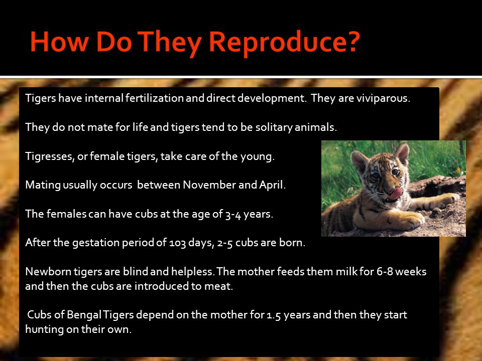 Tigers have internal fertilization and direct development.