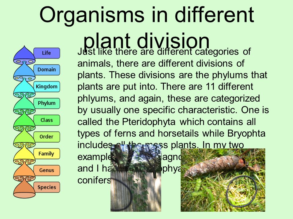 AP BIO Scavenger Hunt By Puja Bansal Summer of 2010 Mr. Cochrane PERIODS  6/7 YEAR GRADE ppt download