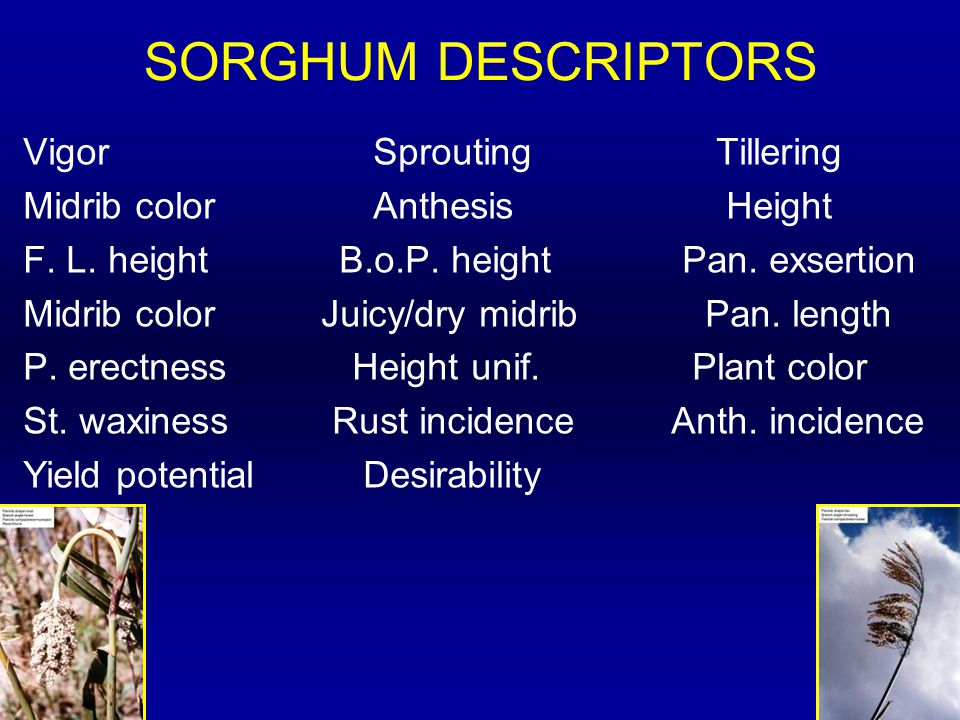 SORGHUM DESCRIPTORS Vigor Sprouting Tillering Midrib color Anthesis Height F.