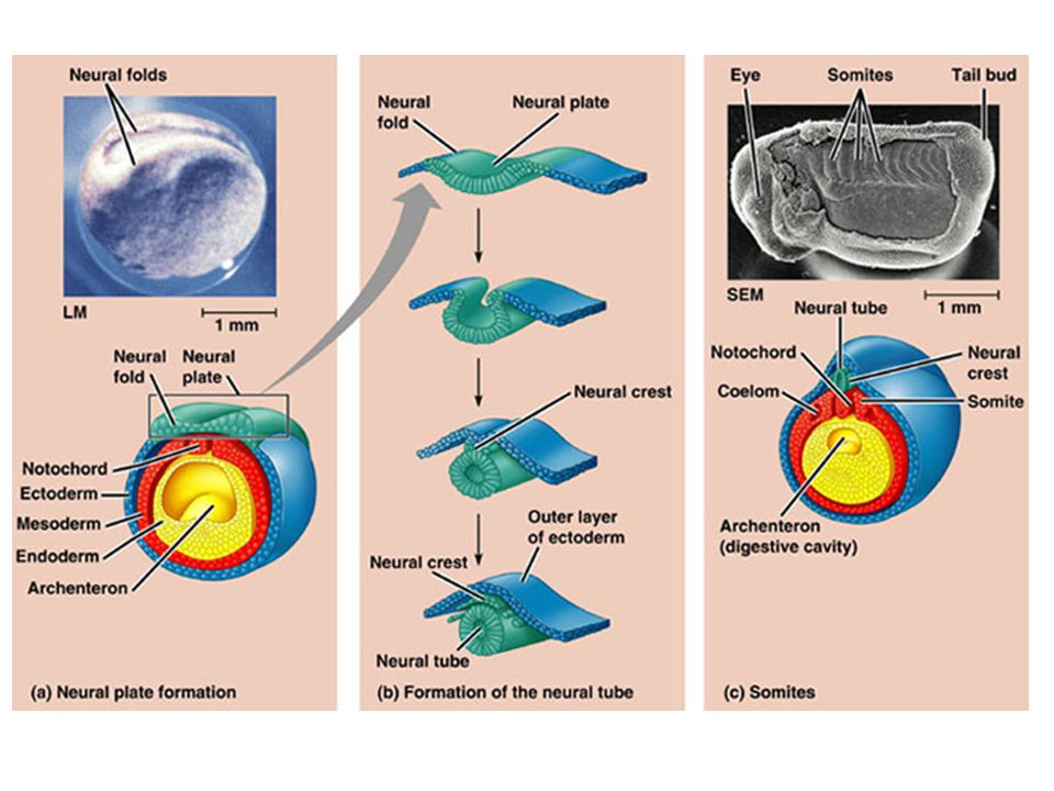 Какие клетки образуются листовую пластинку. Индукция нервной пластинки. Organogenesis. Из ганглиозной пластинки развивается глаз. Эмбриональные генераторы нотохорда.