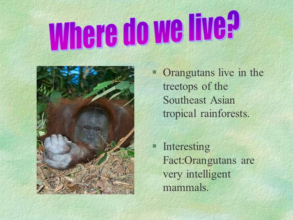 §O§Orangutans live in the treetops of the Southeast Asian tropical rainforests.