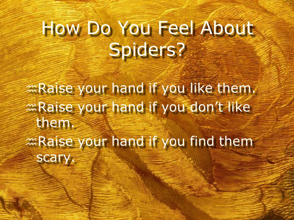 Spiders are our Friends
