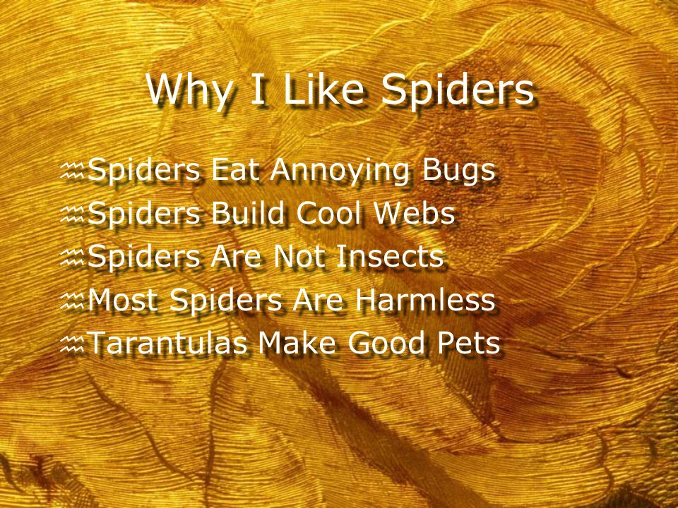 How Do You Feel About Spiders. h Raise your hand if you like them.