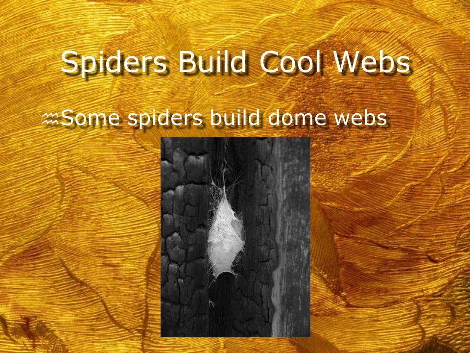 Spiders Build Cool Webs h Some spiders build orb webs