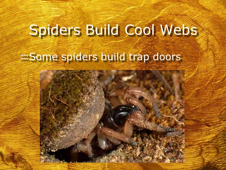 Spiders Build Cool Webs h Some spiders build funnel webs