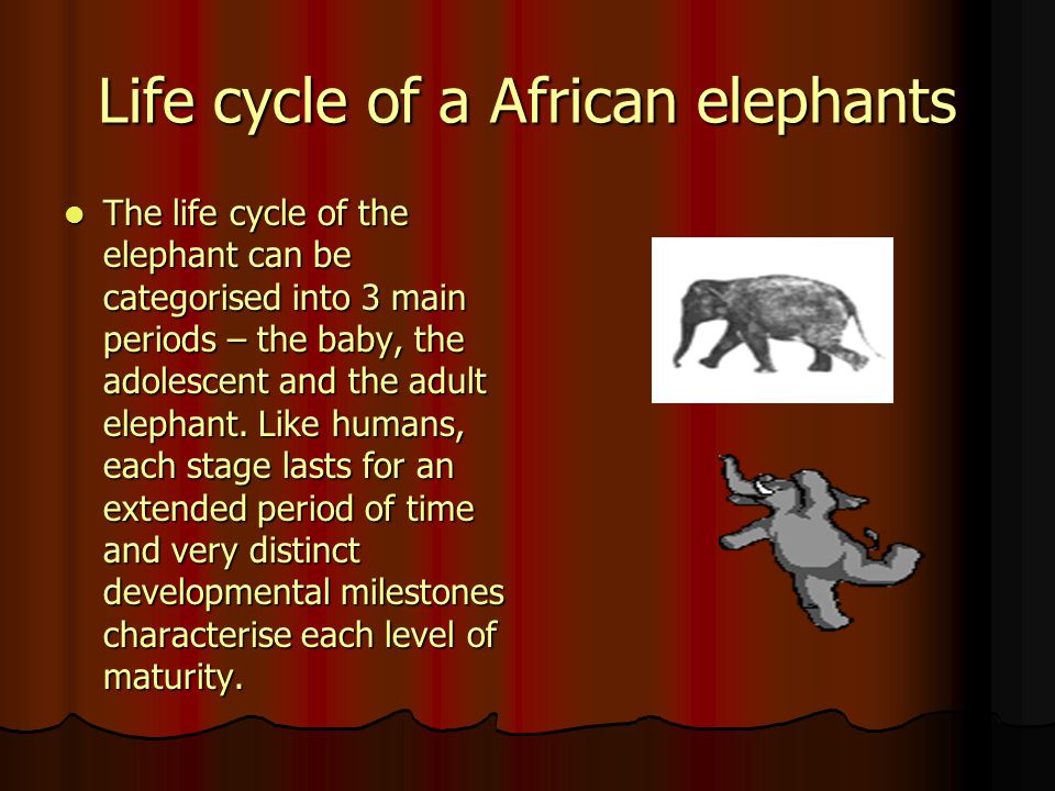 Life cycle of a African elephants The life cycle of the elephant can be categorised into 3 main periods – the baby, the adolescent and the adult elephant.