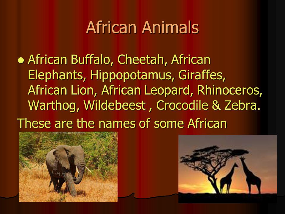 African Animals African Buffalo, Cheetah, African Elephants, Hippopotamus, Giraffes, African Lion, African Leopard, Rhinoceros, Warthog, Wildebeest, Crocodile & Zebra.