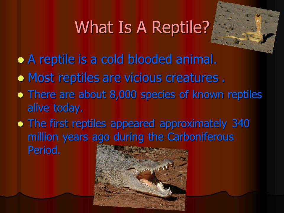 What Is A Reptile. A reptile is a cold blooded animal.
