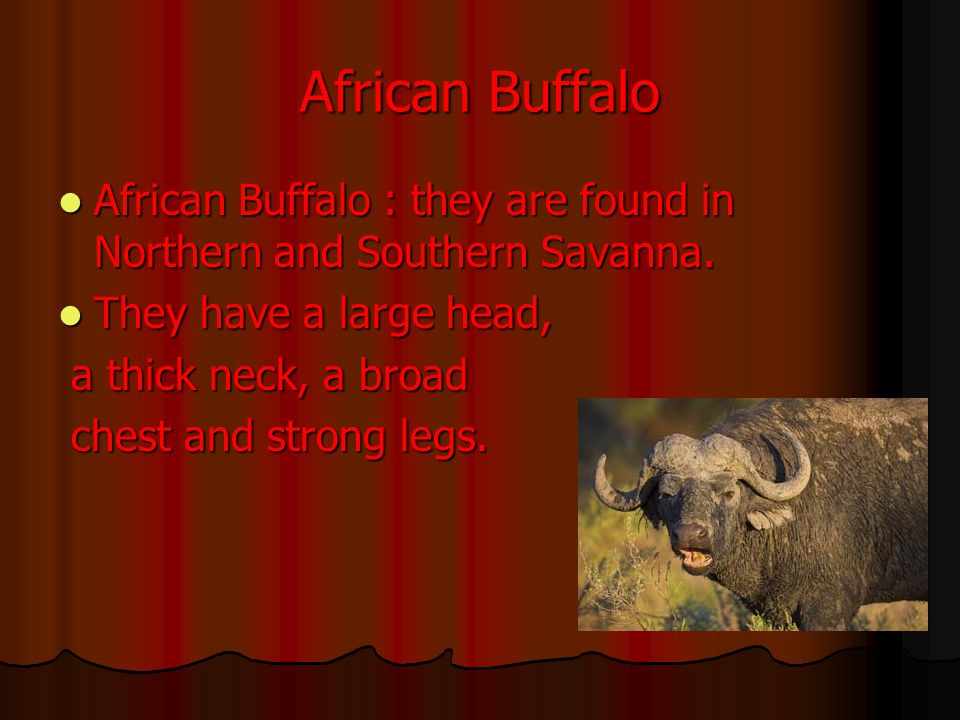 African Buffalo African Buffalo : they are found in Northern and Southern Savanna.