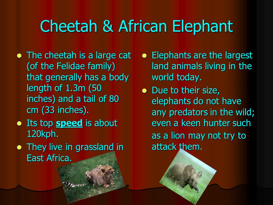 Cheetah & African Elephant The cheetah is a large cat (of the Felidae family) that generally has a body length of 1.3m (50 inches) and a tail of 80 cm (33 inches).