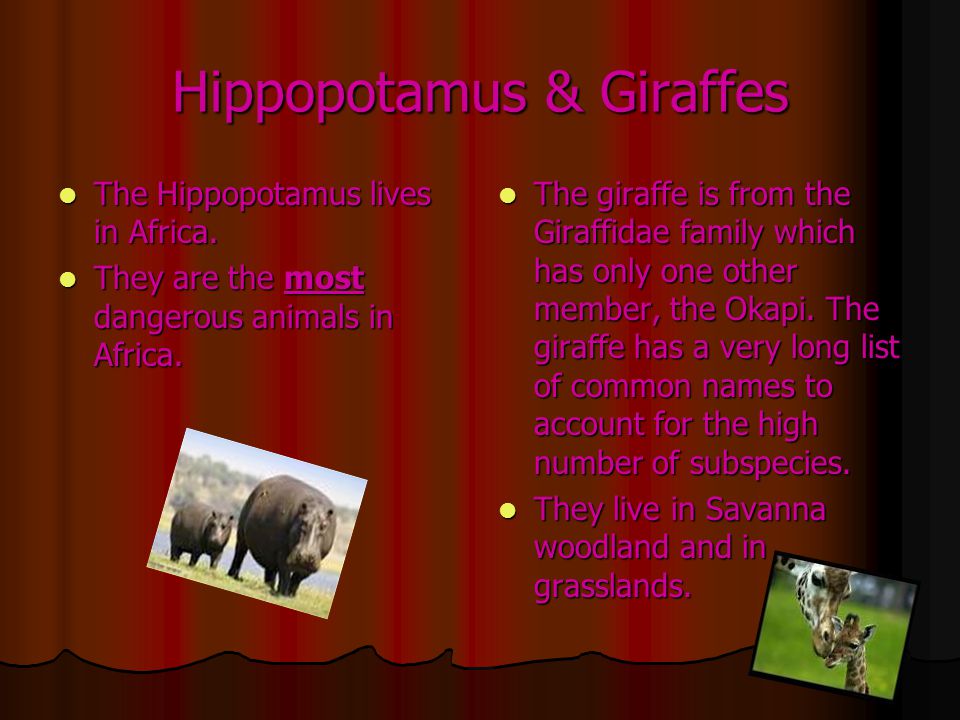 Hippopotamus & Giraffes The Hippopotamus lives in Africa.