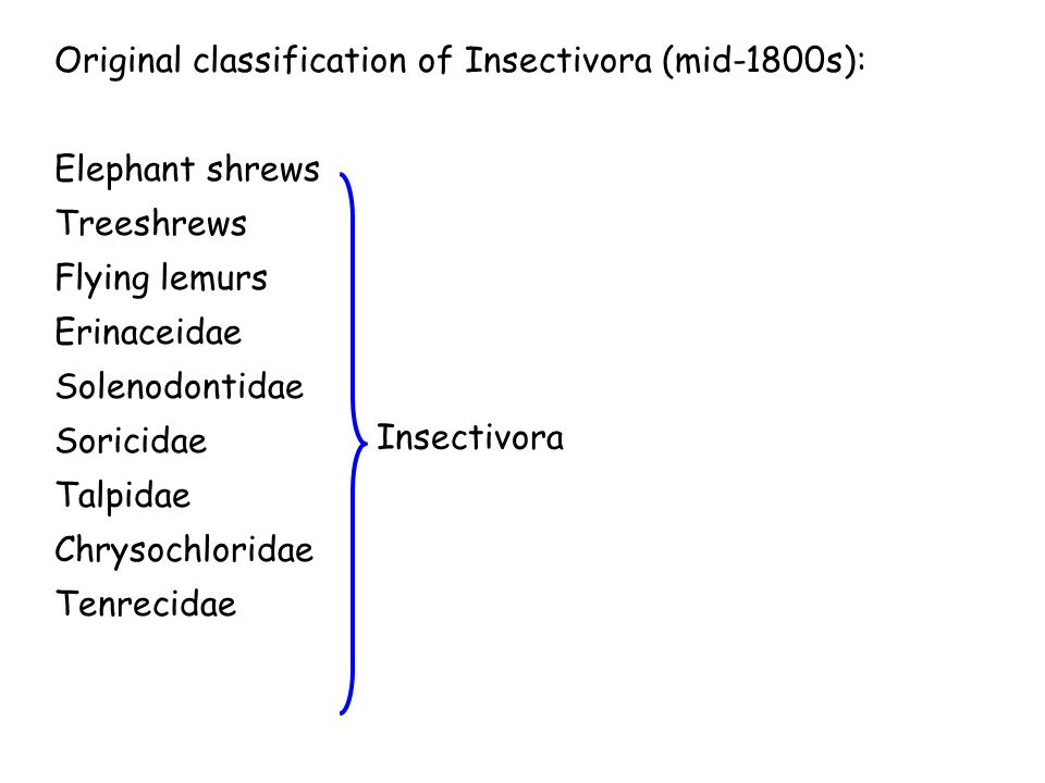 Original classification of Insectivora (mid-1800s): Elephant shrews Treeshrews Flying lemurs Erinaceidae Solenodontidae Soricidae Talpidae Chrysochloridae Tenrecidae Insectivora