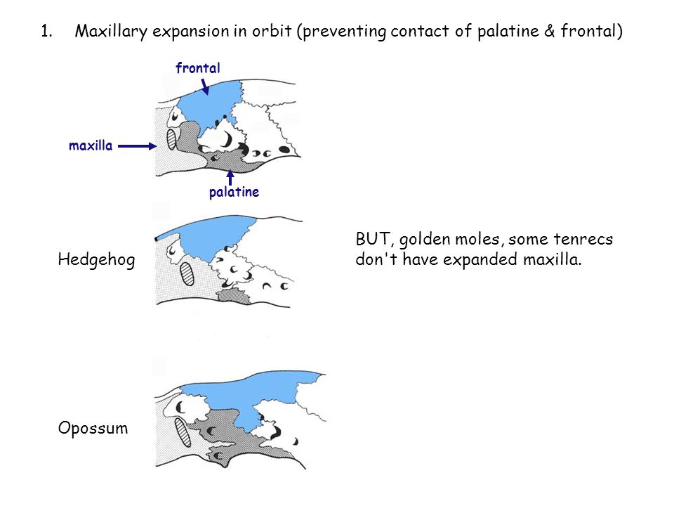 1.Maxillary expansion in orbit (preventing contact of palatine & frontal) maxilla palatine frontal Hedgehog Opossum BUT, golden moles, some tenrecs don t have expanded maxilla.