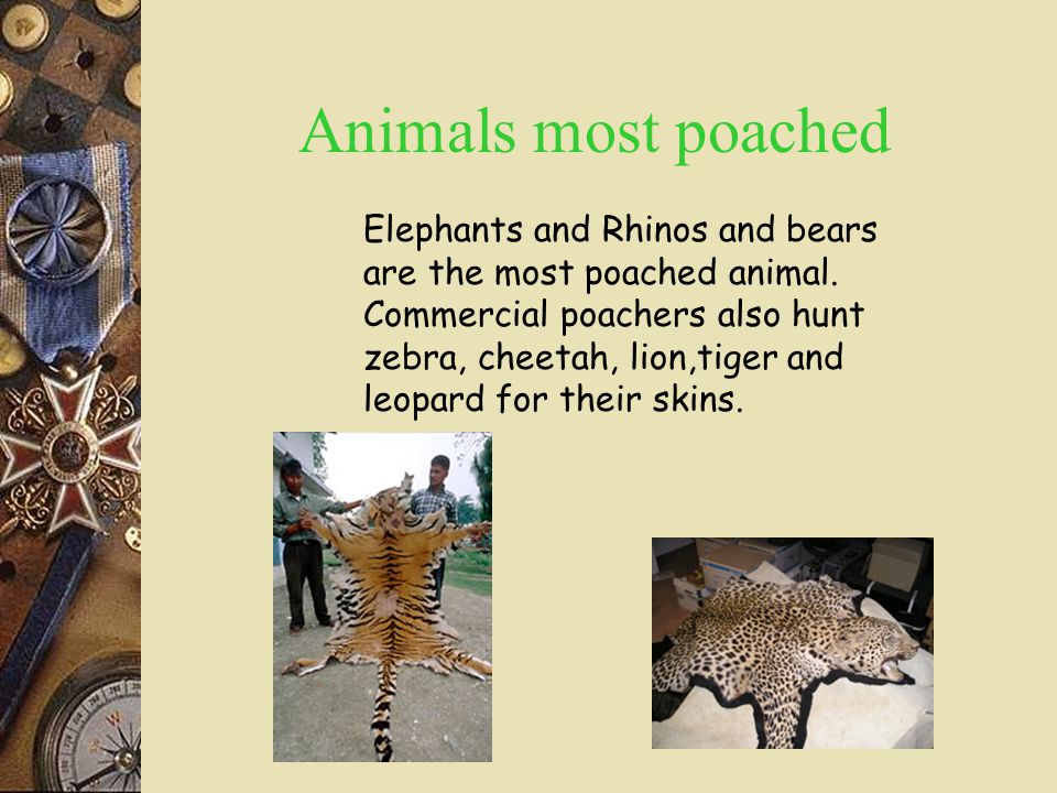 Poaching By Jamie and Dylan What is Poaching? Poaching is killing animals  out of season, capturing endangered animals or it is when you kill more  animals. - ppt download