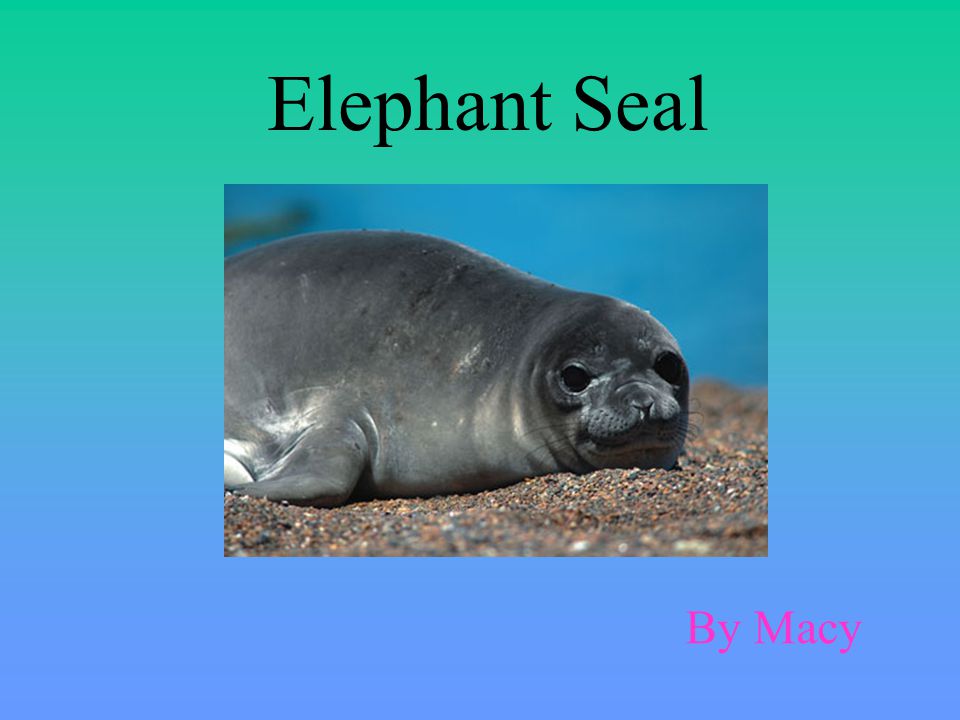Elephant Seal By Macy