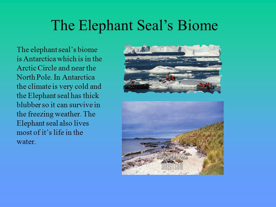 The elephant seal’s biome is Antarctica which is in the Arctic Circle and near the North Pole.