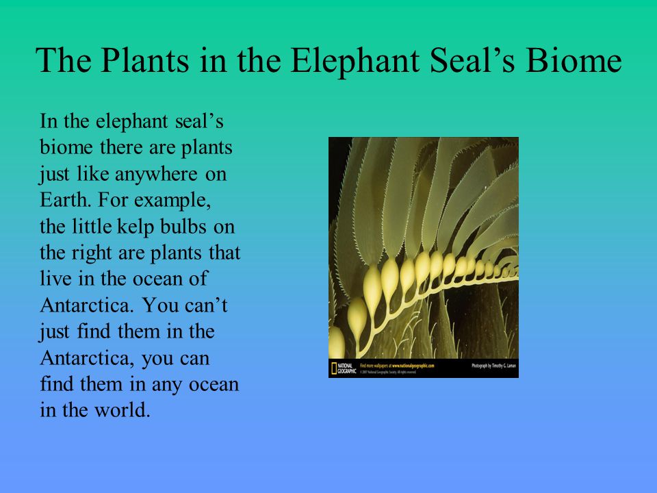 In the elephant seal’s biome there are plants just like anywhere on Earth.