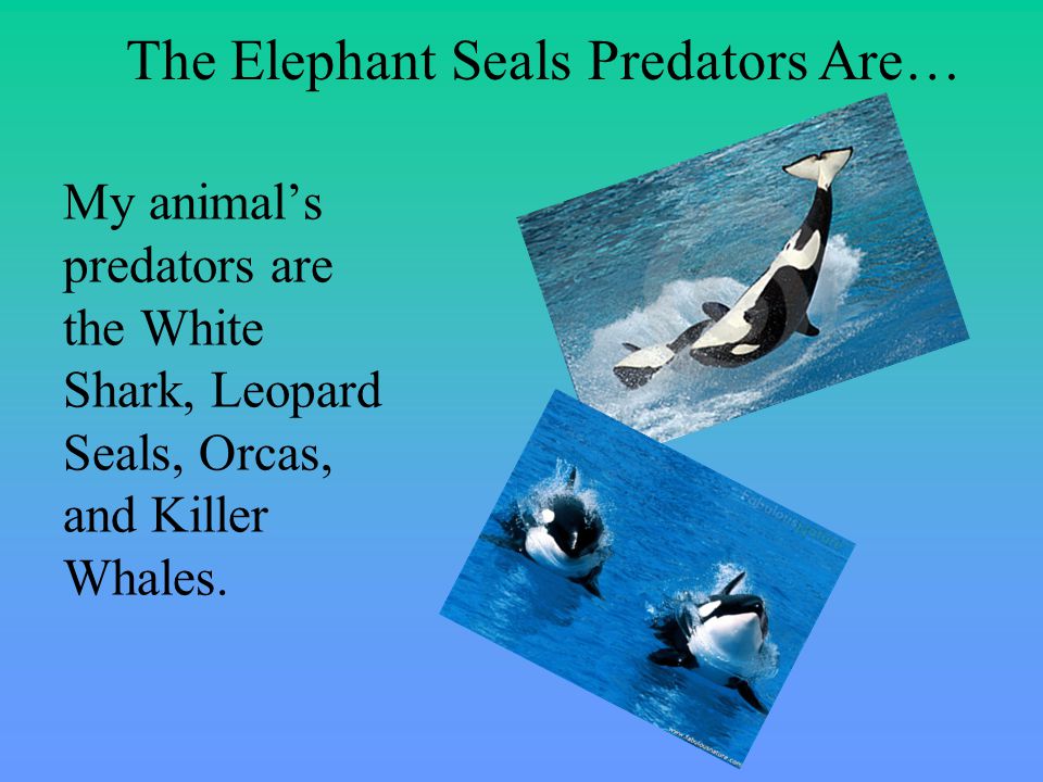 My animal’s predators are the White Shark, Leopard Seals, Orcas, and Killer Whales.