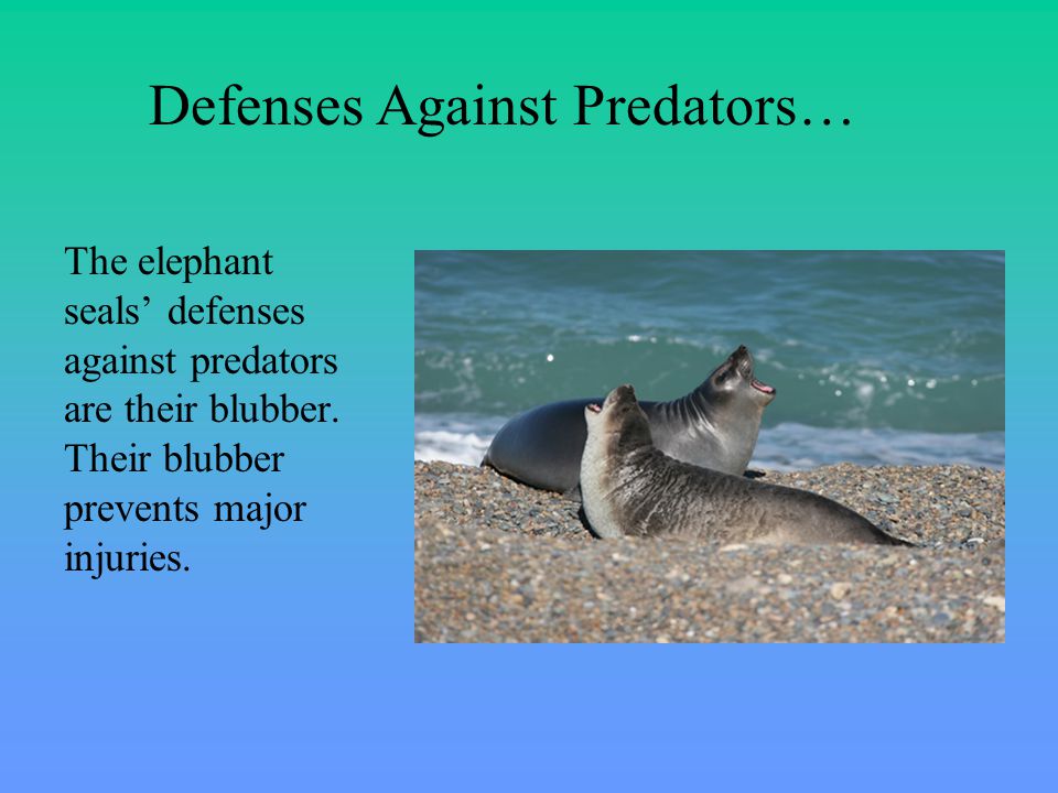 The elephant seals’ defenses against predators are their blubber.