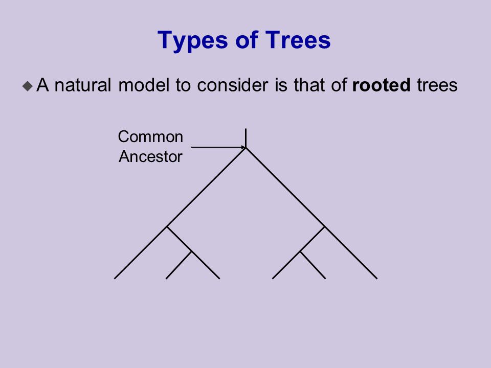 Types of Trees u A natural model to consider is that of rooted trees Common Ancestor