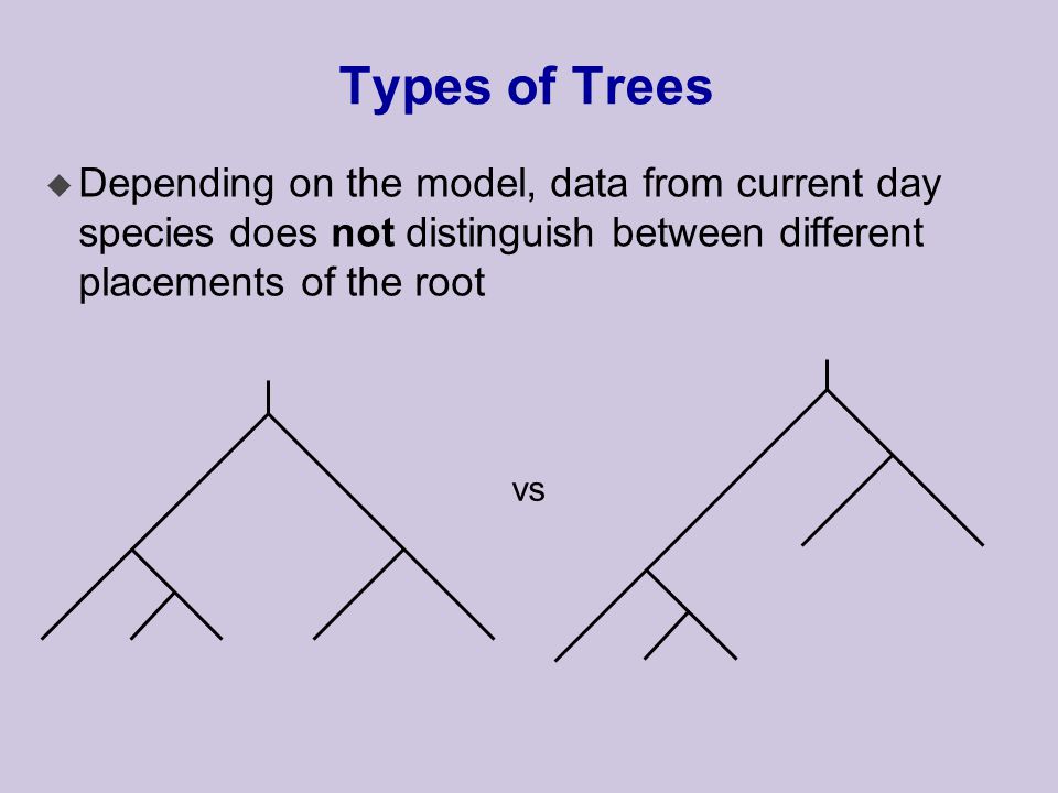 Types of Trees u Depending on the model, data from current day species does not distinguish between different placements of the root vs