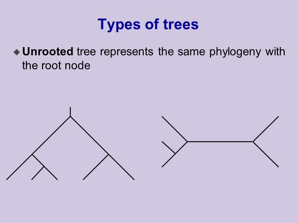 Types of trees u Unrooted tree represents the same phylogeny with the root node