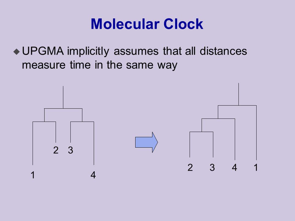 Molecular Clock u UPGMA implicitly assumes that all distances measure time in the same way