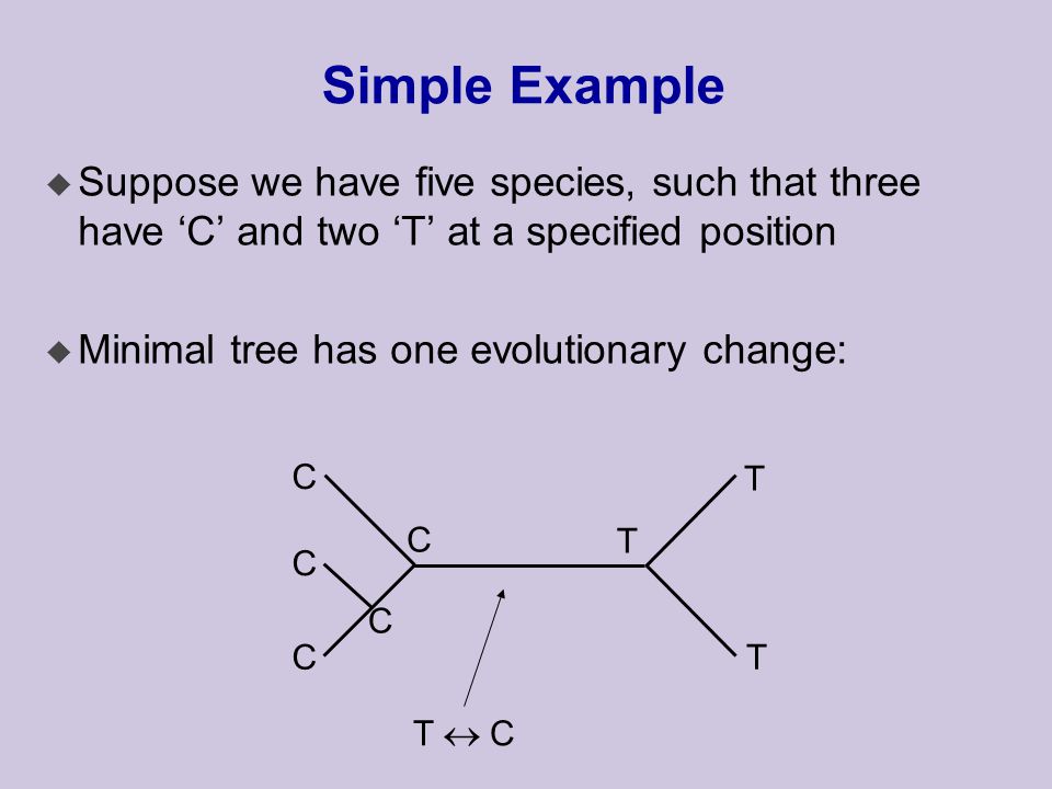 Simple Example u Suppose we have five species, such that three have ‘C’ and two ‘T’ at a specified position u Minimal tree has one evolutionary change: C C C C C T T T T  C