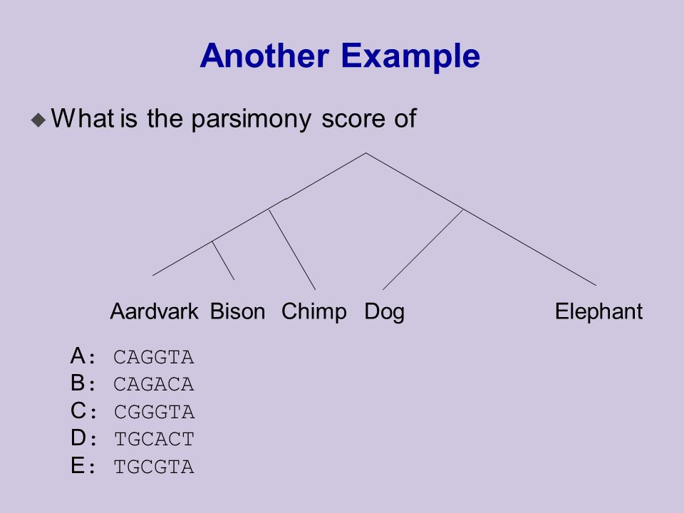 Another Example u What is the parsimony score of AardvarkBisonChimpDogElephant A : CAGGTA B : CAGACA C : CGGGTA D : TGCACT E : TGCGTA