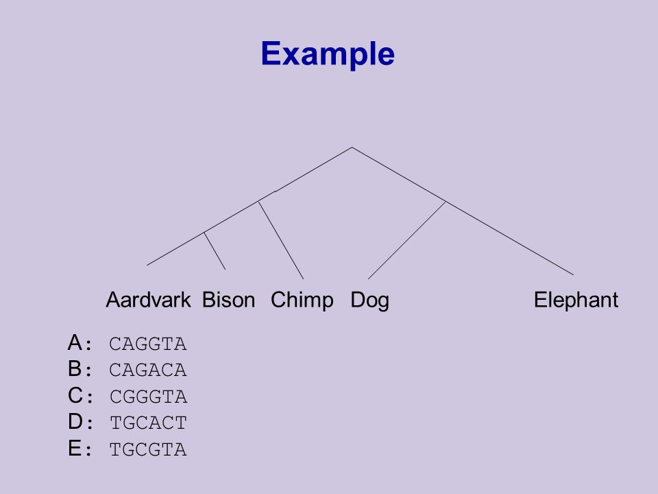 Example AardvarkBisonChimpDogElephant A : CAGGTA B : CAGACA C : CGGGTA D : TGCACT E : TGCGTA