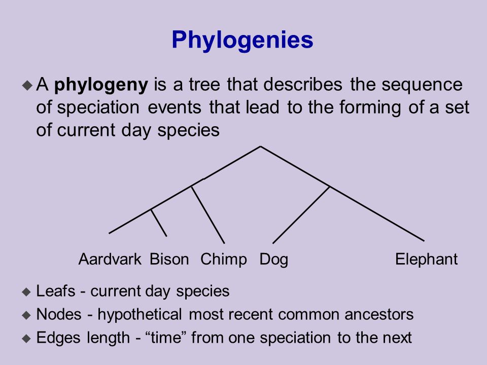 Phylogenies u A phylogeny is a tree that describes the sequence of speciation events that lead to the forming of a set of current day species u Leafs - current day species u Nodes - hypothetical most recent common ancestors u Edges length - time from one speciation to the next AardvarkBisonChimpDogElephant