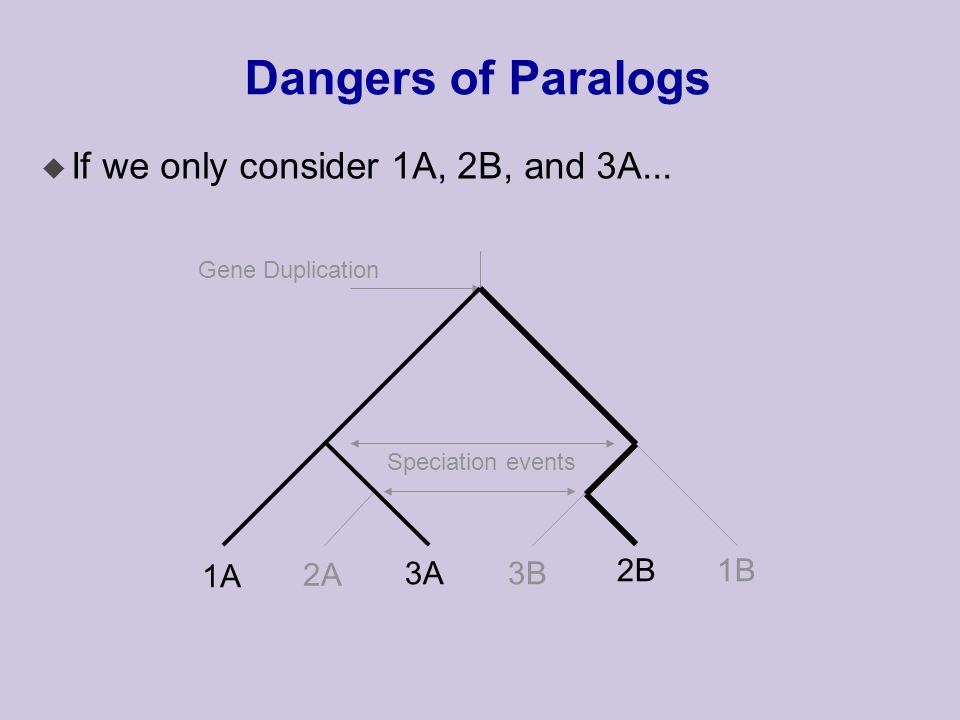 Dangers of Paralogs Speciation events Gene Duplication 1A 2A 3A3B 2B1B u If we only consider 1A, 2B, and 3A...