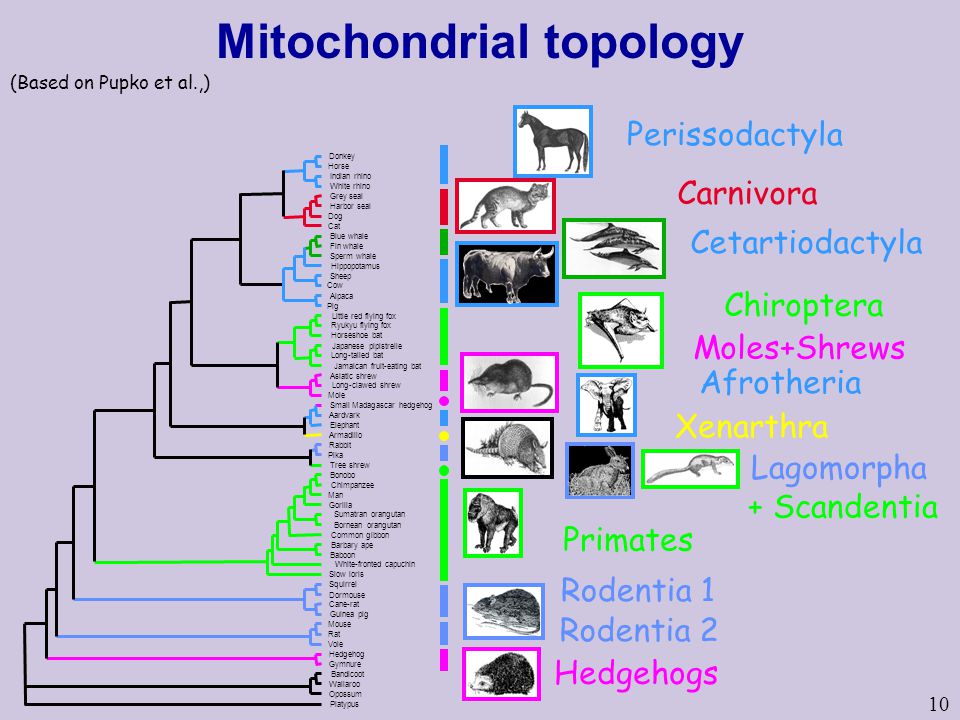 10 Perissodactyla Carnivora Cetartiodactyla Rodentia 1 Hedgehogs Rodentia 2 Primates Chiroptera Moles+Shrews Afrotheria Xenarthra Lagomorpha + Scandentia Mitochondrial topology (Based on Pupko et al.,)