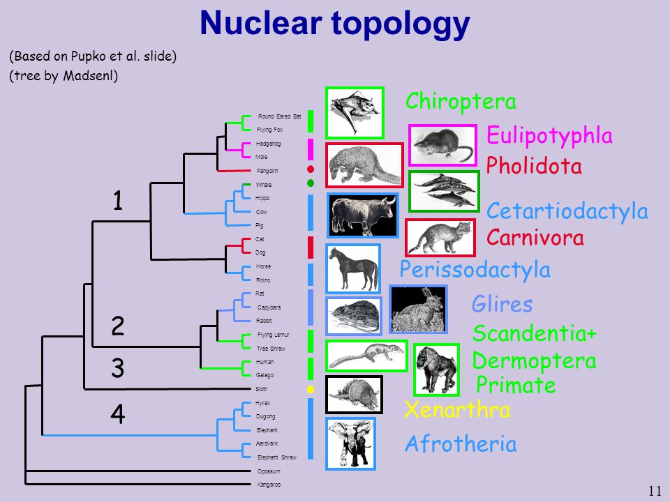 11 Nuclear topology Cetartiodactyla Afrotheria Chiroptera Eulipotyphla Glires Xenarthra Carnivora Perissodactyla Scandentia+ Dermoptera Pholidota Primate (tree by Madsenl) (Based on Pupko et al.