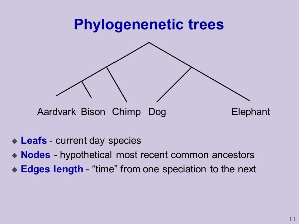 13 Phylogenenetic trees u Leafs - current day species u Nodes - hypothetical most recent common ancestors u Edges length - time from one speciation to the next AardvarkBisonChimpDogElephant