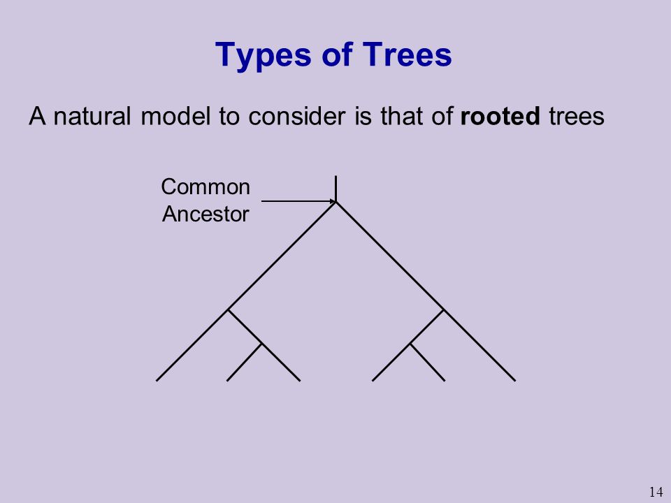 14 Types of Trees A natural model to consider is that of rooted trees Common Ancestor