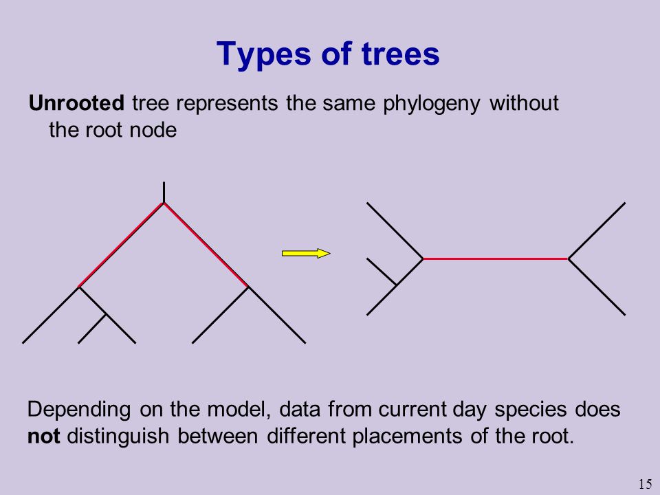 15 Types of trees Unrooted tree represents the same phylogeny without the root node Depending on the model, data from current day species does not distinguish between different placements of the root.