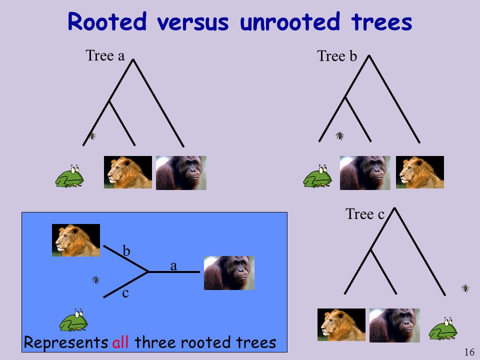 16 Rooted versus unrooted trees Tree a a b Tree b c Tree c Represents all three rooted trees