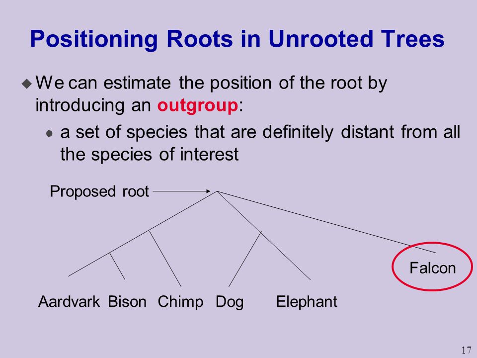 17 Positioning Roots in Unrooted Trees u We can estimate the position of the root by introducing an outgroup: l a set of species that are definitely distant from all the species of interest AardvarkBisonChimpDogElephant Falcon Proposed root