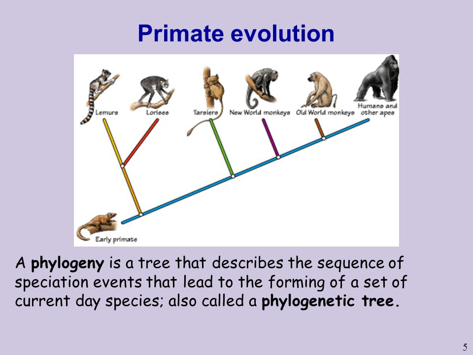5 Primate evolution A phylogeny is a tree that describes the sequence of speciation events that lead to the forming of a set of current day species; also called a phylogenetic tree.