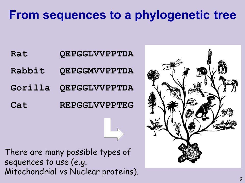 9 RatQEPGGLVVPPTDA RabbitQEPGGMVVPPTDA GorillaQEPGGLVVPPTDA CatREPGGLVVPPTEG From sequences to a phylogenetic tree There are many possible types of sequences to use (e.g.