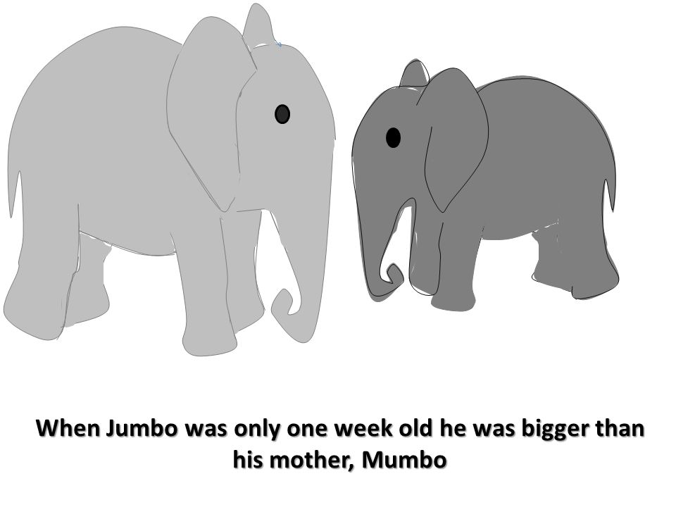 When Jumbo was only one week old he was bigger than his mother, Mumbo