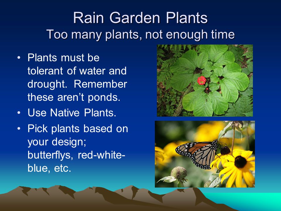 Rain Garden Plants Too many plants, not enough time Plants must be tolerant of water and drought.